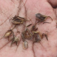 Crotalaria lunulata B.Heyne ex Wight & Arn.